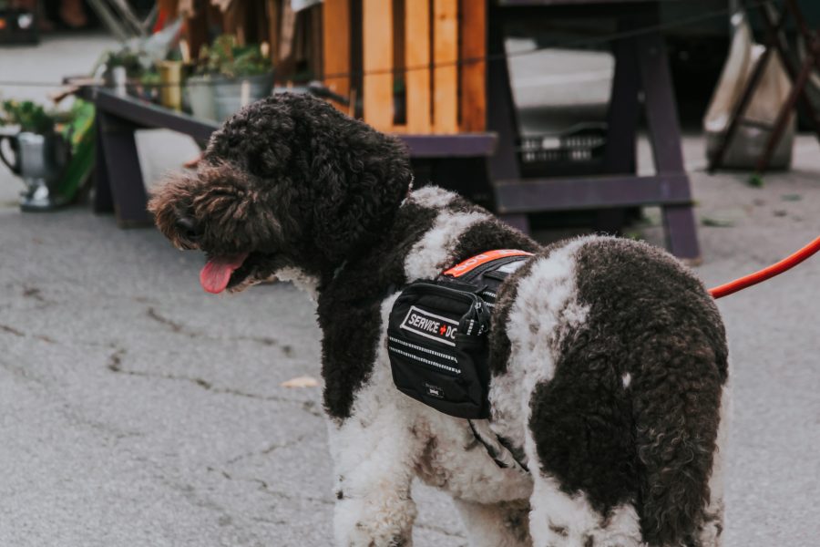 Brown and white spotted dog wearing service animal vest and orange leash.