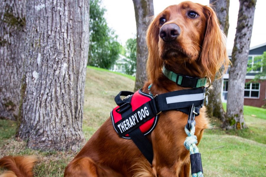 Dog with golden red fur wearing a therapy dog vest and teal collar with leash.