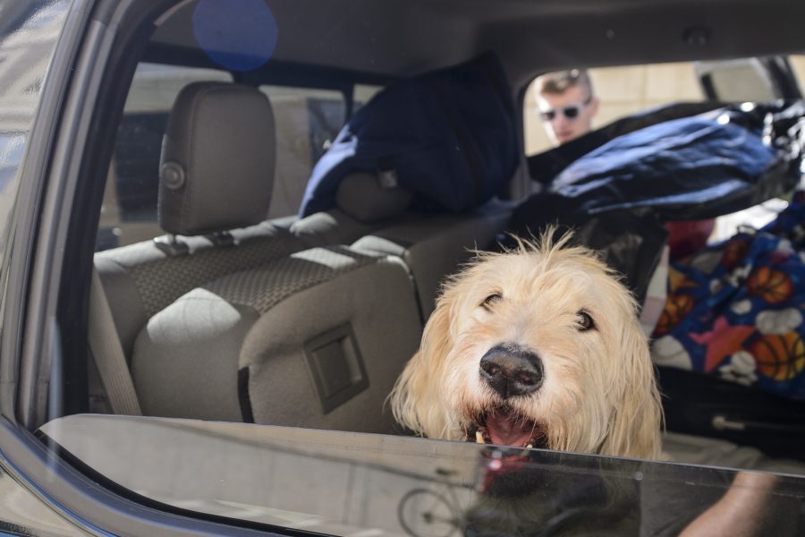 A blond, shaggy looking dog seen though a car window seemingly smiles at the camera while in the backseat of the vehicle, which is being unloaded during student move-in on campus.